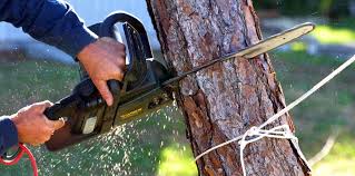 Best Hazardous Tree Removal  in Ford Heights, IL